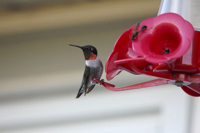Close-up of humming bird perching on feeder