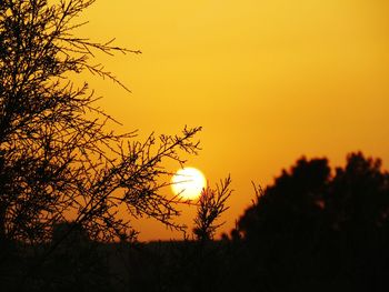 Silhouette trees against clear sky at sunset