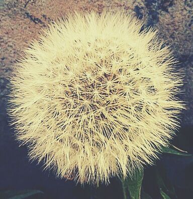 dandelion, flower, growth, fragility, flower head, freshness, close-up, beauty in nature, nature, single flower, white color, plant, softness, focus on foreground, outdoors, uncultivated, day, no people, wildflower, dandelion seed