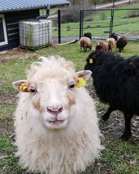 Portrait of sheep in farm