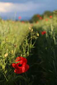 Close-up of red poppy flower on field