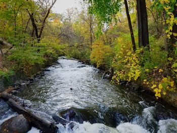 River flowing amidst trees in forest