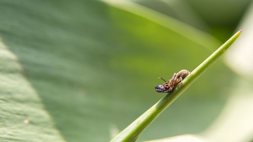 Close-up of insect on plant