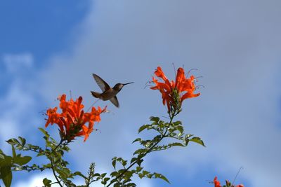Low angle view of orange flowers and hummingbird against sky