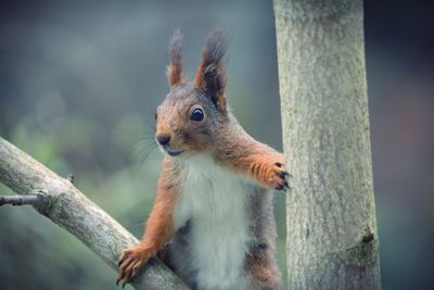 Close-up of squirrel on tree trunk