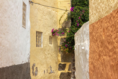 Potted plant on wall of old building