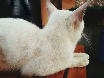 Close-up of hand feeding cat