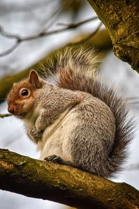 Close-up of squirrel sitting on tree