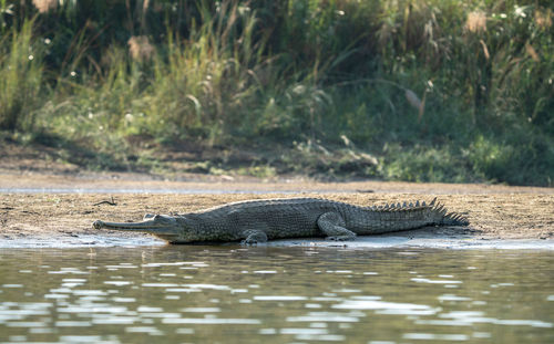 A Gharial