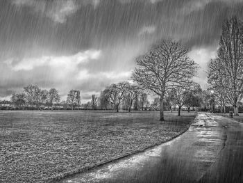 Bare trees on field against sky