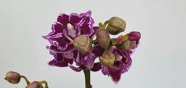 Close-up of pink flowering plant against white background