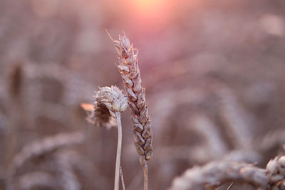 Close-up of wheat plants