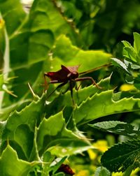 Close-up of insect on plant