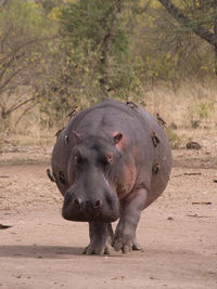 Hippopotamus walking on field