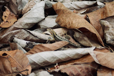 Lizard hiding between leaves