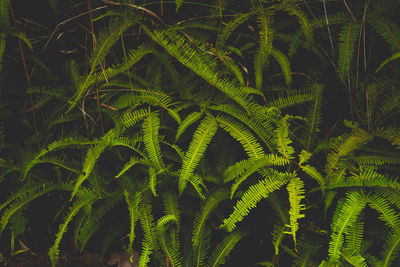 High angle view of ferns growing in forest