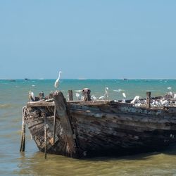 Seagulls by sea against clear sky