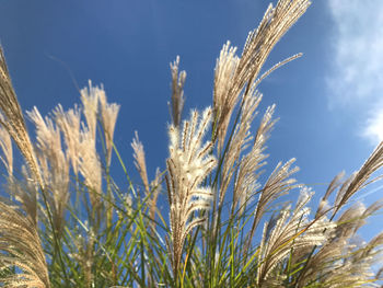 Low angle view of wheat growing on field against sky