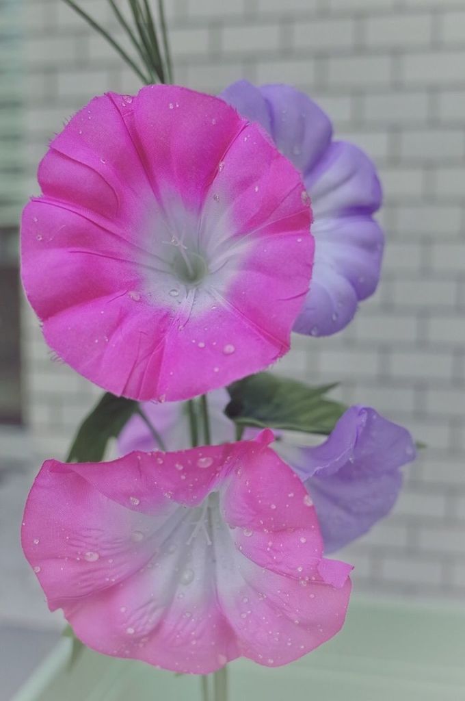 flower, petal, freshness, fragility, pink color, close-up, water, drop, flower head, growth, wet, beauty in nature, season, focus on foreground, in bloom, springtime, nature, blossom, dew, plant, selective focus, botany, purity, vibrant color, blooming, outdoors, softness, day, pink, no people