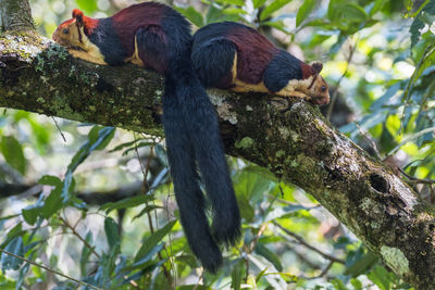 Low angle view of sitting perching on tree