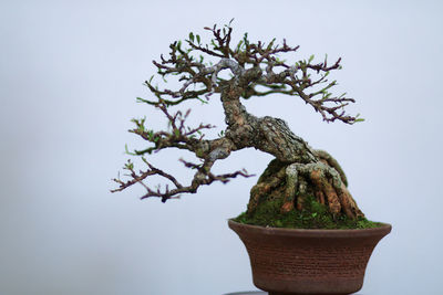 Close-up of small potted plant