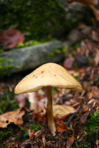 Close-up of mushroom in forest