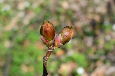 Close-up of fruit growing on field