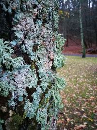 Close-up of moss growing on tree trunk