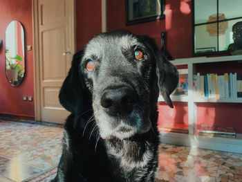 Close-up portrait of a dog at home