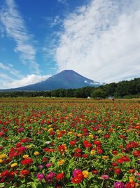 Scenic view of flowering plants on field against sky