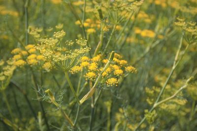 Close-up of yellow flowering plant on field