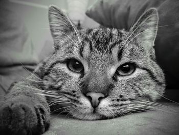 Close-up portrait of cat