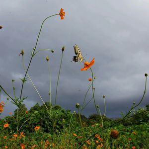 View of plants against cloudy sky