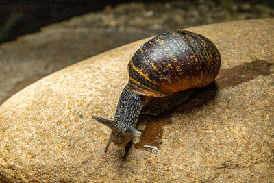 Close-up of snail on rock