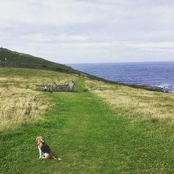 Dog on field by sea against sky