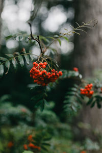 Close-up of red berries on plant