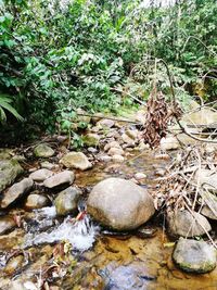 View of rocks and plants in forest