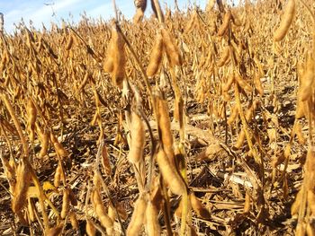 Close-up of wheat on field