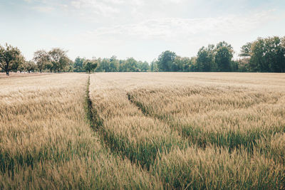 Scenic view of agricultural field against sky