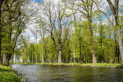 Scenic view of river amidst trees in forest