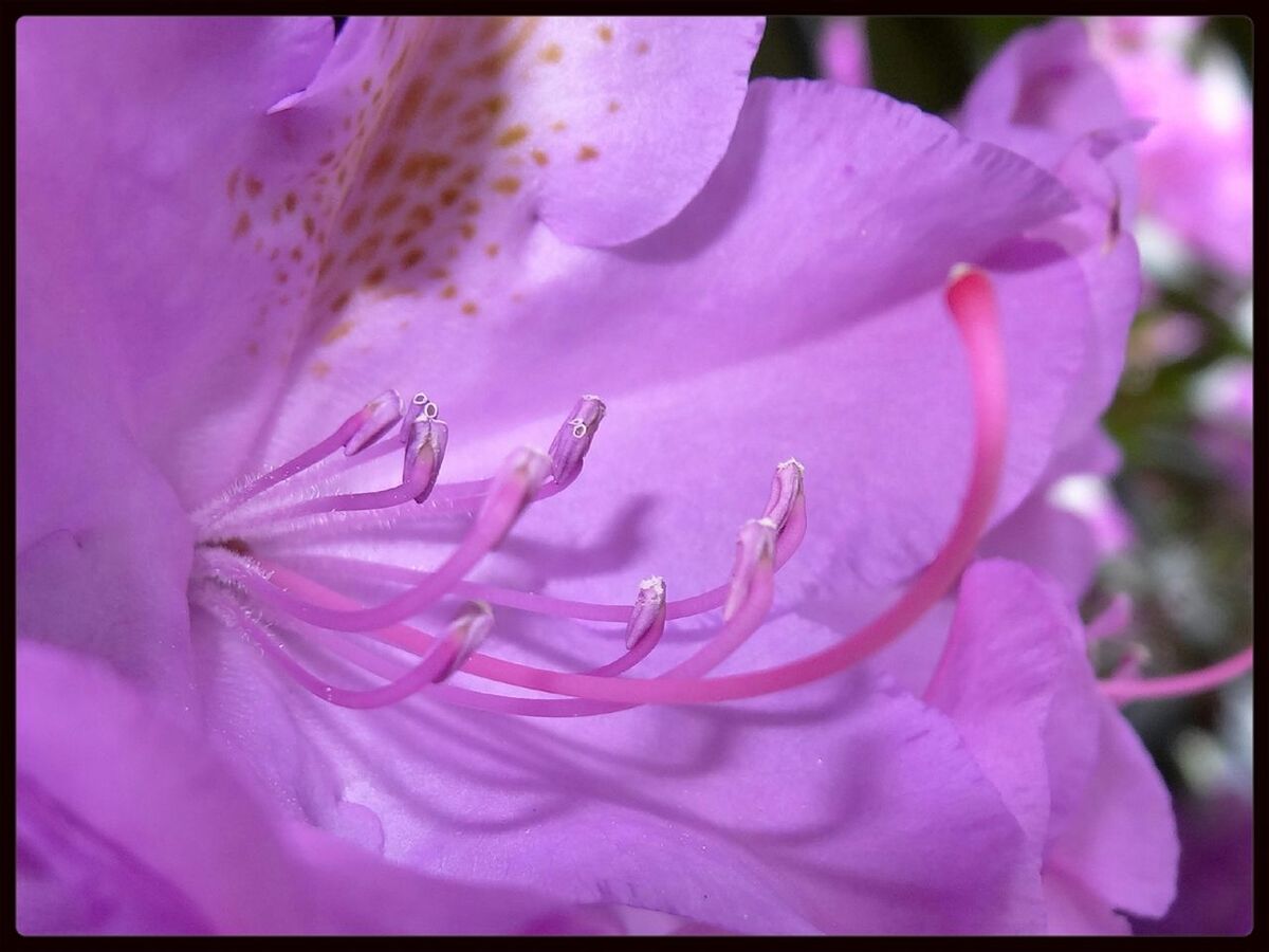 flower, petal, transfer print, freshness, fragility, flower head, pink color, beauty in nature, auto post production filter, growth, close-up, nature, blooming, single flower, plant, in bloom, water, pink, outdoors, focus on foreground