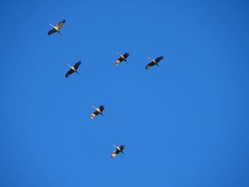 Low angle view of birds flying in sky