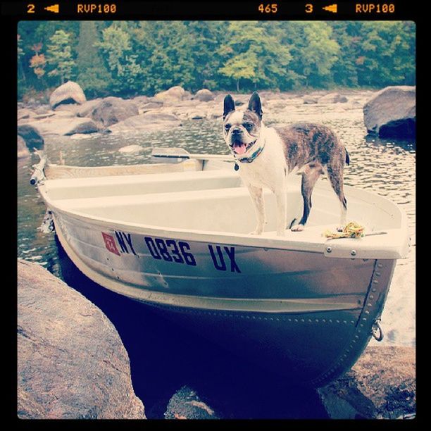 transfer print, animal themes, auto post production filter, water, one animal, sea, transportation, domestic animals, mode of transport, mammal, pets, dog, nautical vessel, beach, shore, day, outdoors, western script, boat, text