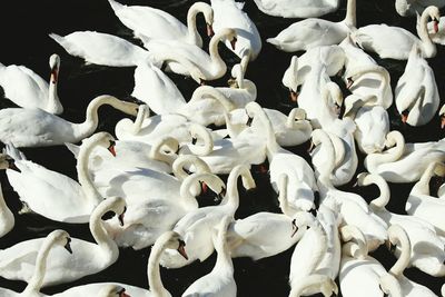 Close-up of white background