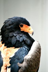 Close-up of bird