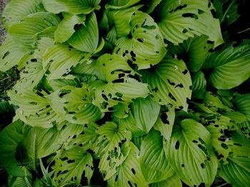 Full frame shot of green leaves