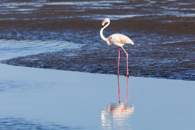 Bird in a sea