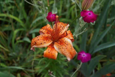 Close-up of tiger lily