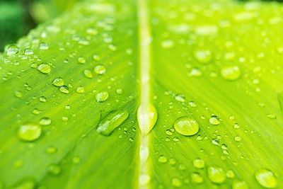 Close-up of wet green leaves during rainy season
