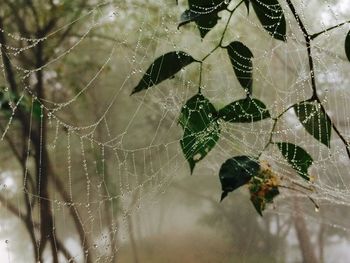 Close-up of spider on web